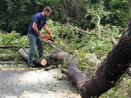 Why Choose Our Tree Removal Services in Altamont, TN?