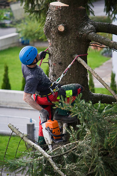 Reliable Altamont, TN  Tree Services Solutions